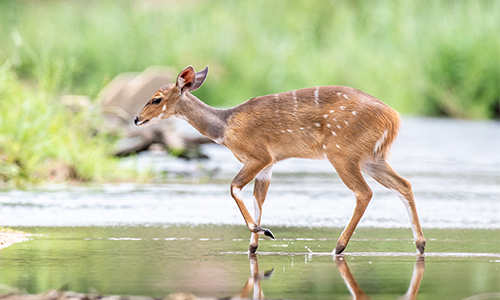 Bushbuck