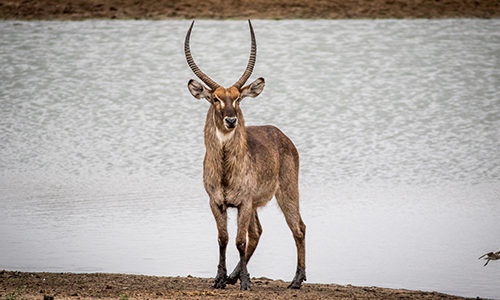 Waterbuck